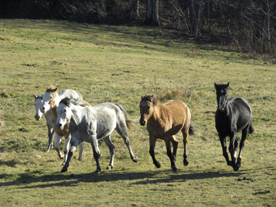 Colonial Spanish horses at The Center for America's First Horse in Johnson Vermont