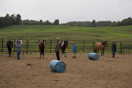 horse participating in Stephanie Lockhart's open house.