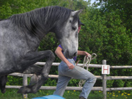 Thunder Colonial Spanish horse mustang gelding