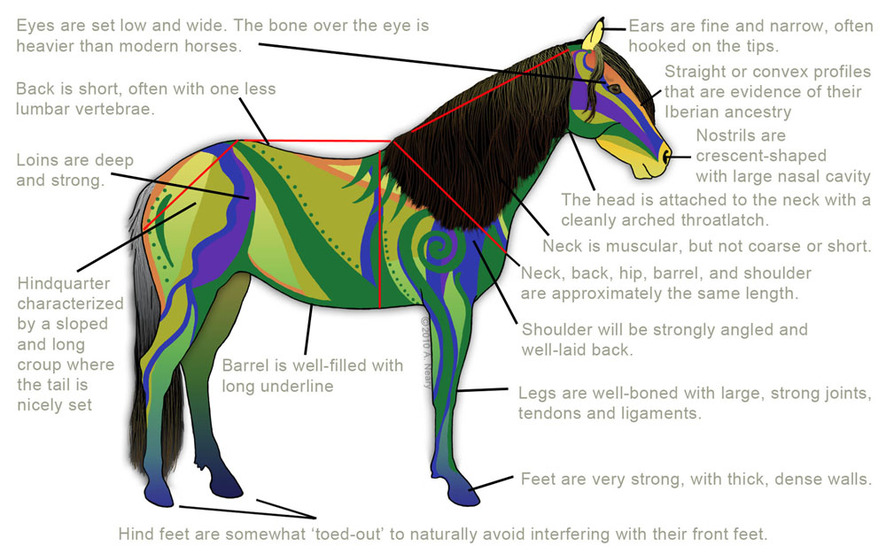 Conformation art