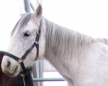 Cara Blanca