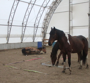 Horses and skis