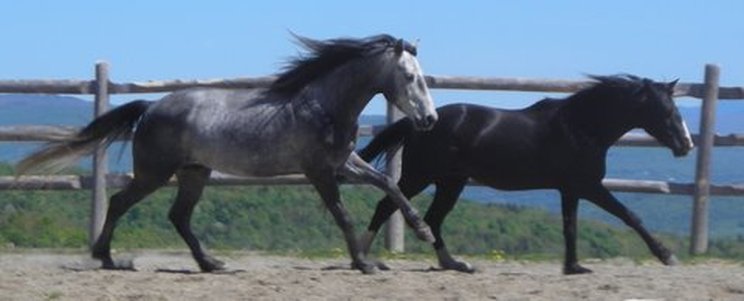 running horses