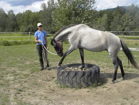 Stephanie working with an Equine student 