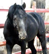 Baca Chica Horses in need of rescue