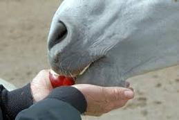 feeding horses