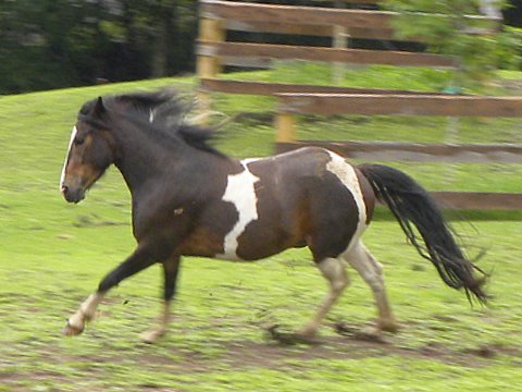 Meet Our Horses Spanish Mustangs