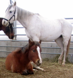 Rescued horses