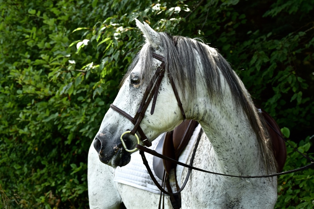 Meet Our Horses Spanish Mustangs