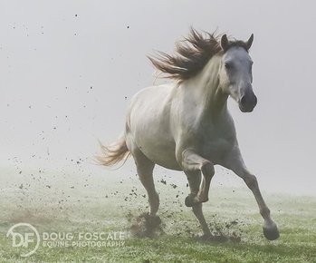 Gray Spanish Mustang galloping in the fog