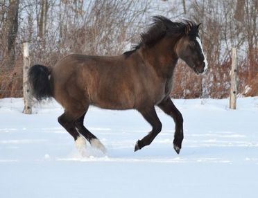 Wish running in snow