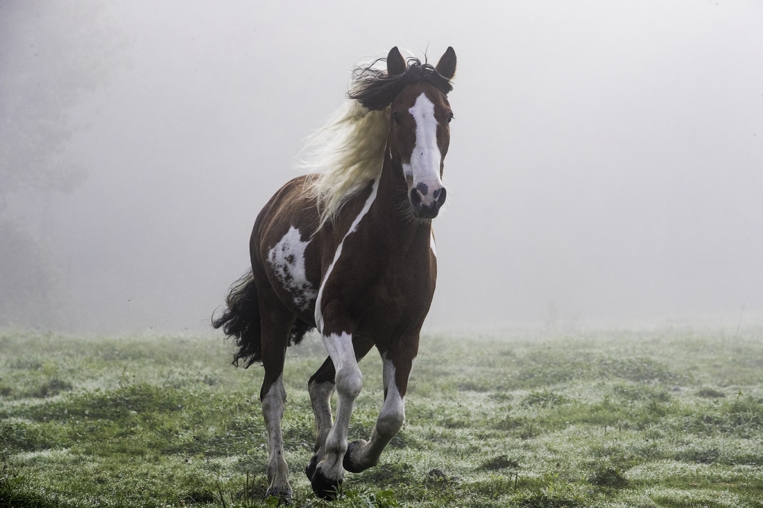 Meet Our Horses Spanish Mustangs