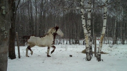 winter trot